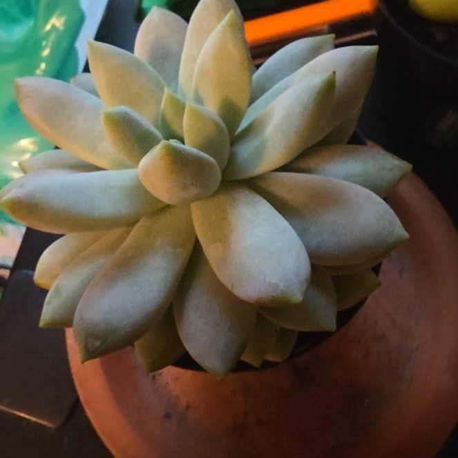 Photo of the plant species Sedeveria 'Lilac Mist' by @PeakMarimo26 named Queen on Greg, the plant care app
