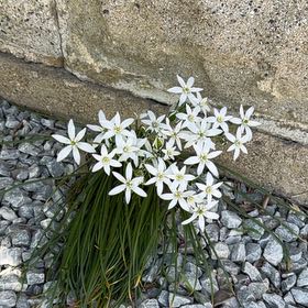Photo of the plant species Star of Bethlehem by @CleanVelvetweed named Oscar on Greg, the plant care app