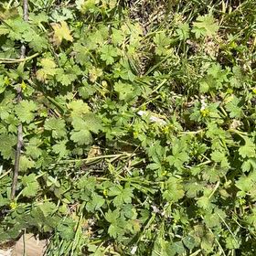 Photo of the plant species Smallflower Buttercup by @PetFord73 named Einstein on Greg, the plant care app