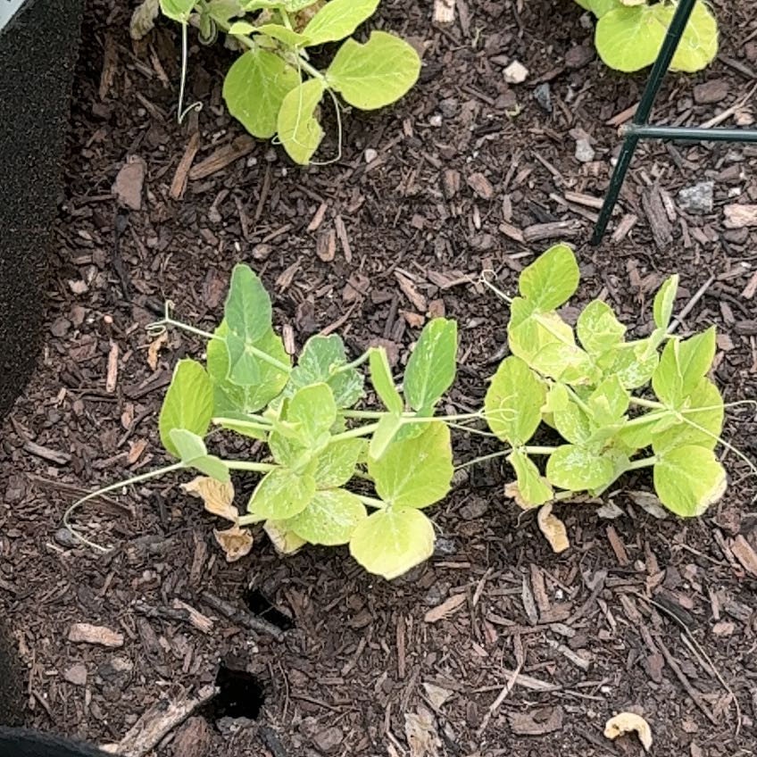 Photo of the plant species Peas by @ManyCapemay23 named Wall-E on Greg, the plant care app