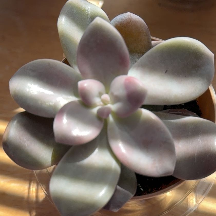 Photo of the plant species Graptopetalum 'Murasaki' by @BigStaraloe37 named Fat Boyman on Greg, the plant care app
