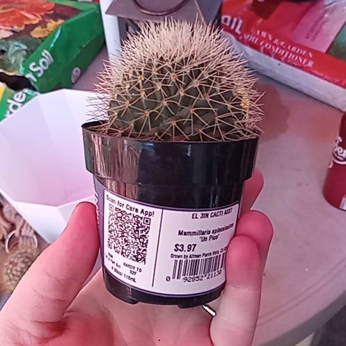 Photo of the plant species Mammillaria spinosissima f. rubrispina by @UpbeatPignut82 named Bonita on Greg, the plant care app