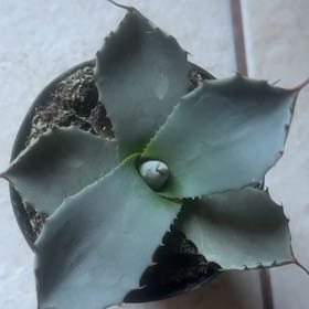 Photo of the plant species Butterfly Agave by @ChipperPersia15 named Coco on Greg, the plant care app