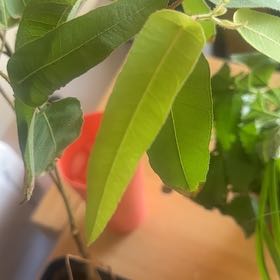 Photo of the plant species Eucalyptus Lemon Bush by @ComicSweetsop29 named Bruce Lee on Greg, the plant care app