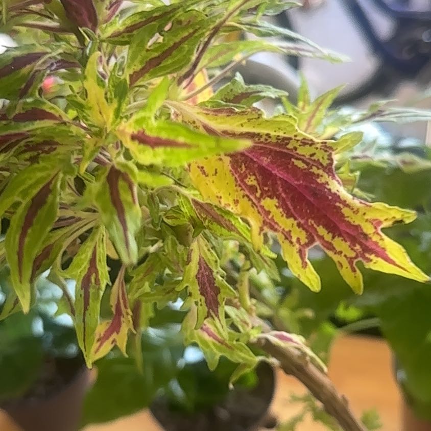 Photo of the plant species Coleus Flame Thrower Chipotle by @ComicSweetsop29 named Rosa on Greg, the plant care app