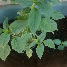 Photo of the plant species Serrano Pepper by @ComicSweetsop29 named Hamilton on Greg, the plant care app
