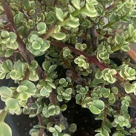 Photo of the plant species Rainbow Elephant Bush by @ComicSweetsop29 named Eva on Greg, the plant care app