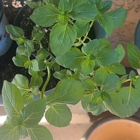 Photo of the plant species Orange Mint by @ComicSweetsop29 named Kardashian on Greg, the plant care app