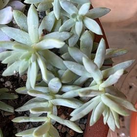 Photo of the plant species Graptosedum 'Francesco Baldi' by @ComicSweetsop29 named Delilah on Greg, the plant care app