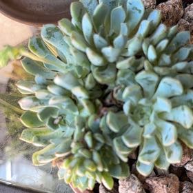 Photo of the plant species Sedeveria 'Blue Elf' by @ComicSweetsop29 named Anne on Greg, the plant care app