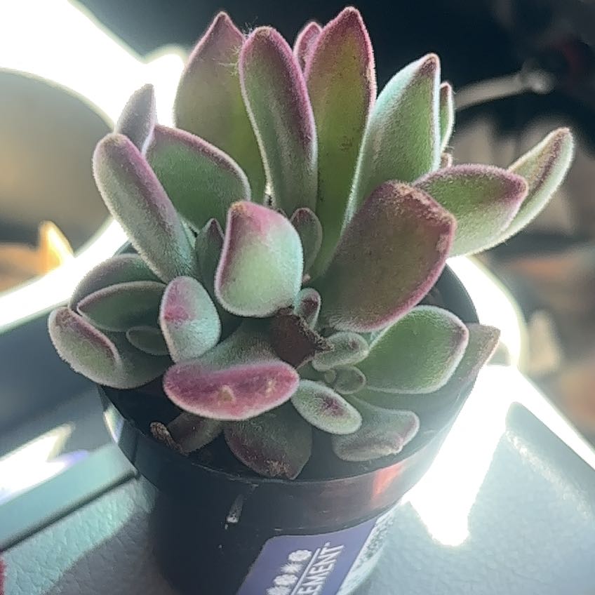 Photo of the plant species Plush Plant by @BabyPawpaw43 named Harmony on Greg, the plant care app