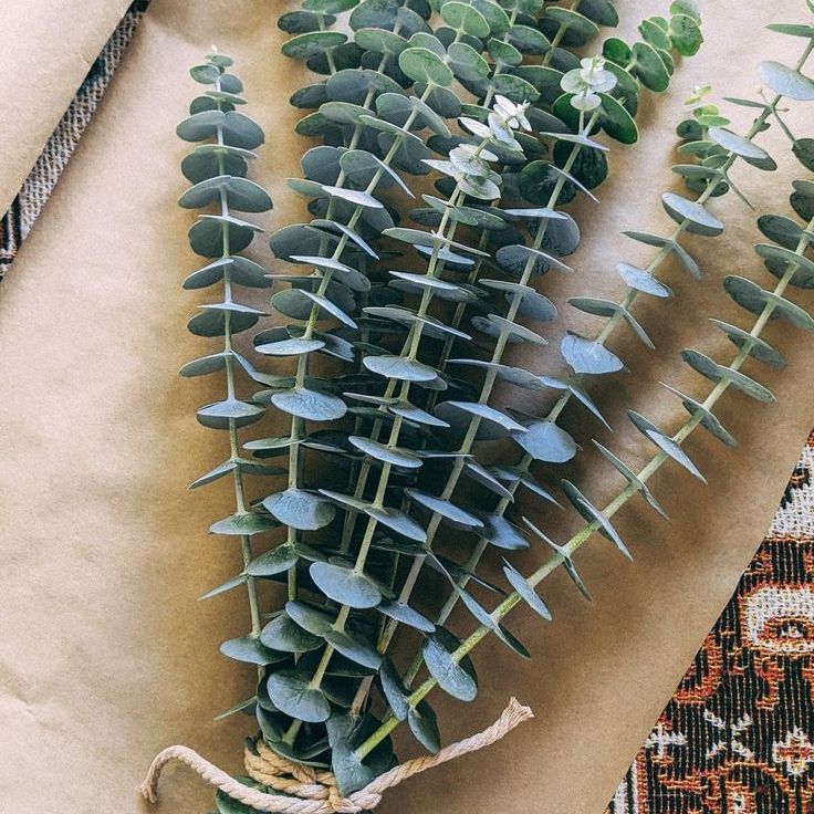 Photo of the plant species Eucalyptus by @Camieopearce named Liam on Greg, the plant care app