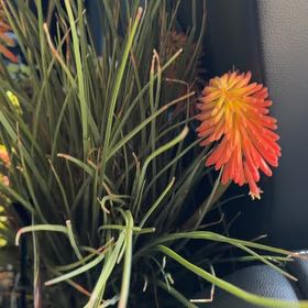 Photo of the plant species Torch Lily 'Papaya Popsicle' by @BusyMelon49 named Doja Cat on Greg, the plant care app