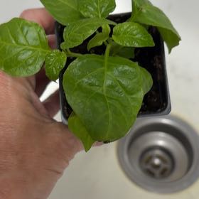 Photo of the plant species Carolina Reaper by @BusyOmnom48 named Osmo on Greg, the plant care app