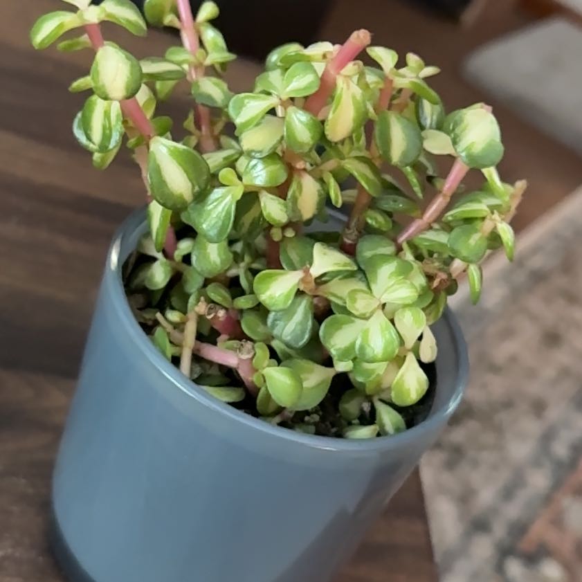 Photo of the plant species Portulacaria afra 'Kaleidoscope' by @HeroRedpalulu91 named Sproutacus on Greg, the plant care app