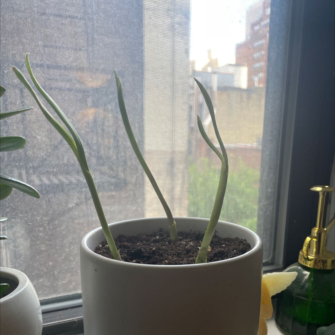 Potted garlic plant with long green shoots on a windowsill.