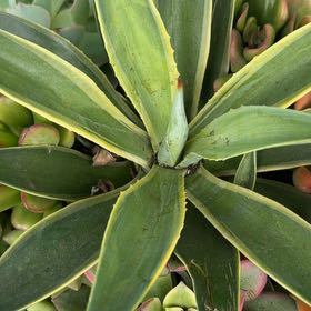 Photo of the plant species Caribbean Agave by @YokeCilantro28 named Willow on Greg, the plant care app