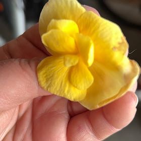Photo of the plant species Yellow Oleander by @AnewEncina23 named Michelle Branch on Greg, the plant care app