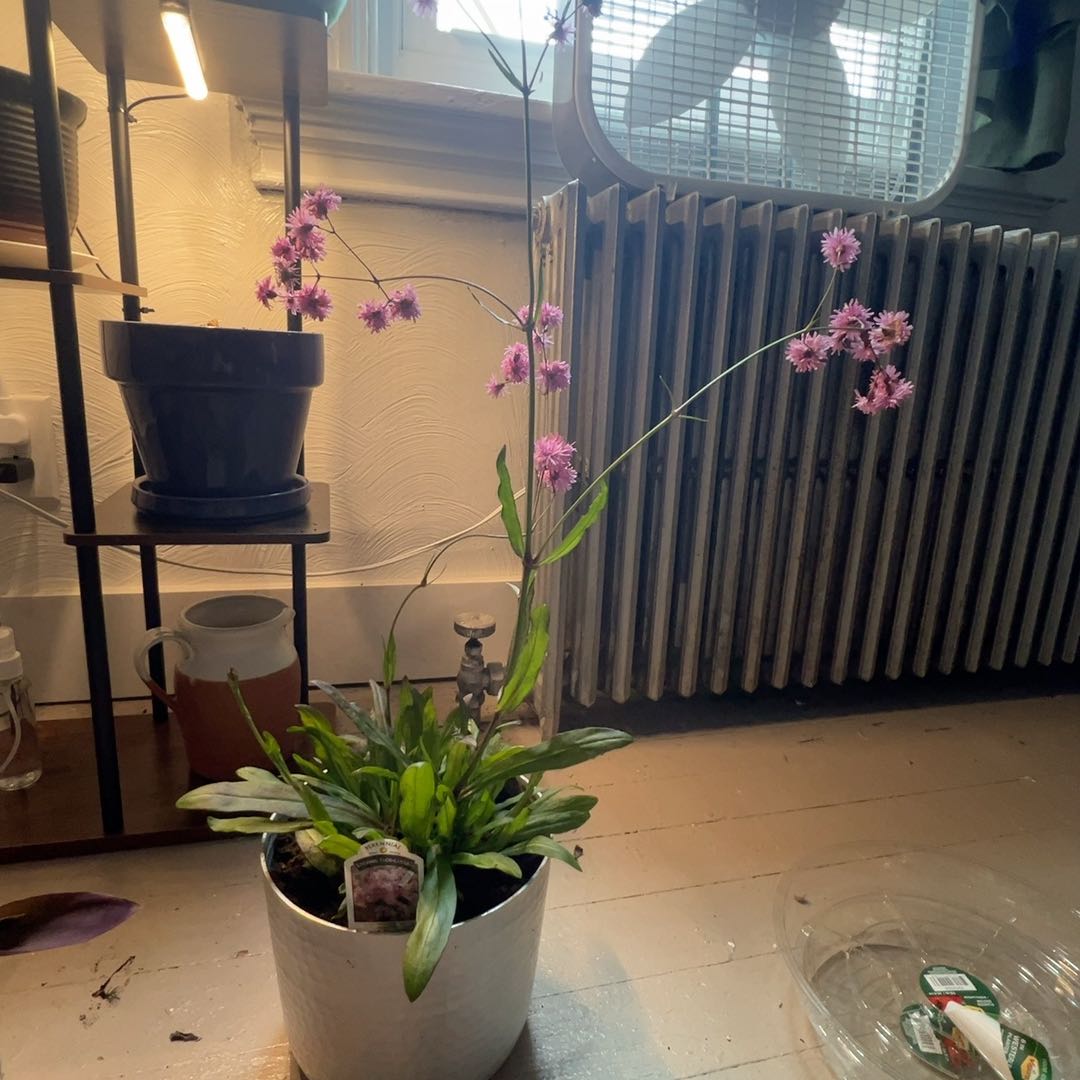 Photo of the plant species Ragged Robin 'Jenny' by @SirColeus23 named Harmony on Greg, the plant care app