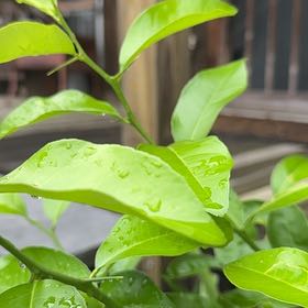 Photo of the plant species Crepe Jasmine by @PetMayapple2 named Luna on Greg, the plant care app
