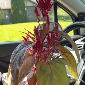 Photo of the plant species Prince's Feather by @MellowBaibua62 named Lavender on Greg, the plant care app