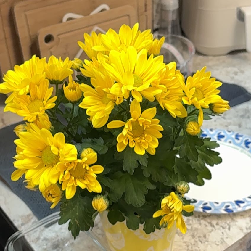 Photo of the plant species Giant Crego Aster by @UnsulliedJade46 named Darwin on Greg, the plant care app