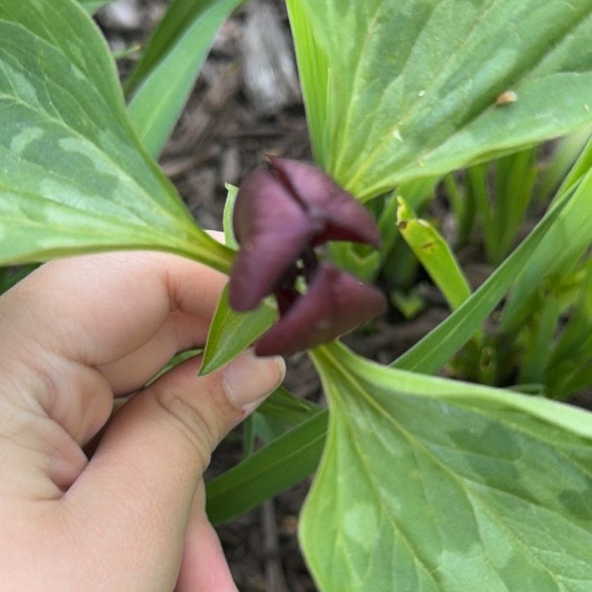 Photo of the plant species Prairie Trillium by @WideawakeSucc95 named Denali on Greg, the plant care app
