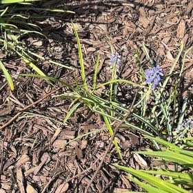 Photo of the plant species Common Grape Hyacinth by @WideawakeSucc95 named Treeyoncé on Greg, the plant care app