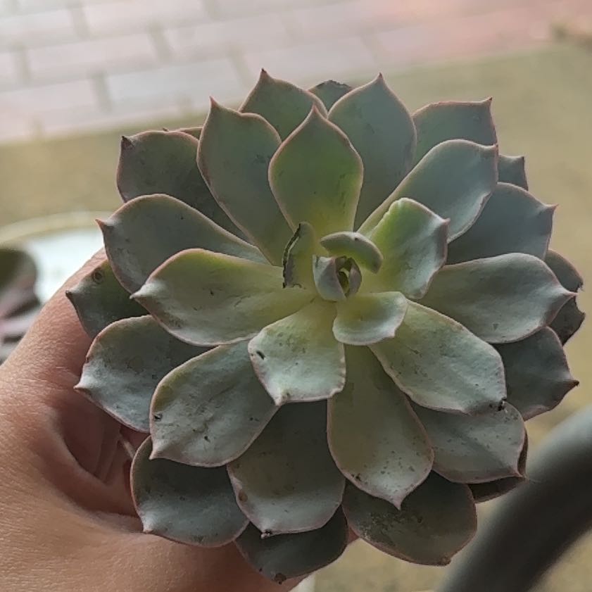 Photo of the plant species Echeveria Subsessilis by @SirIvy71 named Plato on Greg, the plant care app