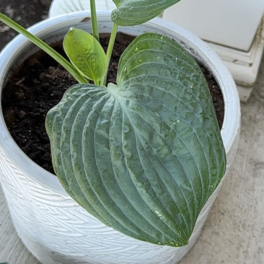 Photo of the plant species Hosta 'Halcyon' by @YeveCarrot95 named Nemo on Greg, the plant care app