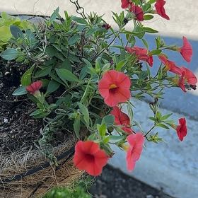 Photo of the plant species Million Bells by @YeveCarrot95 named Tree Diddy on Greg, the plant care app