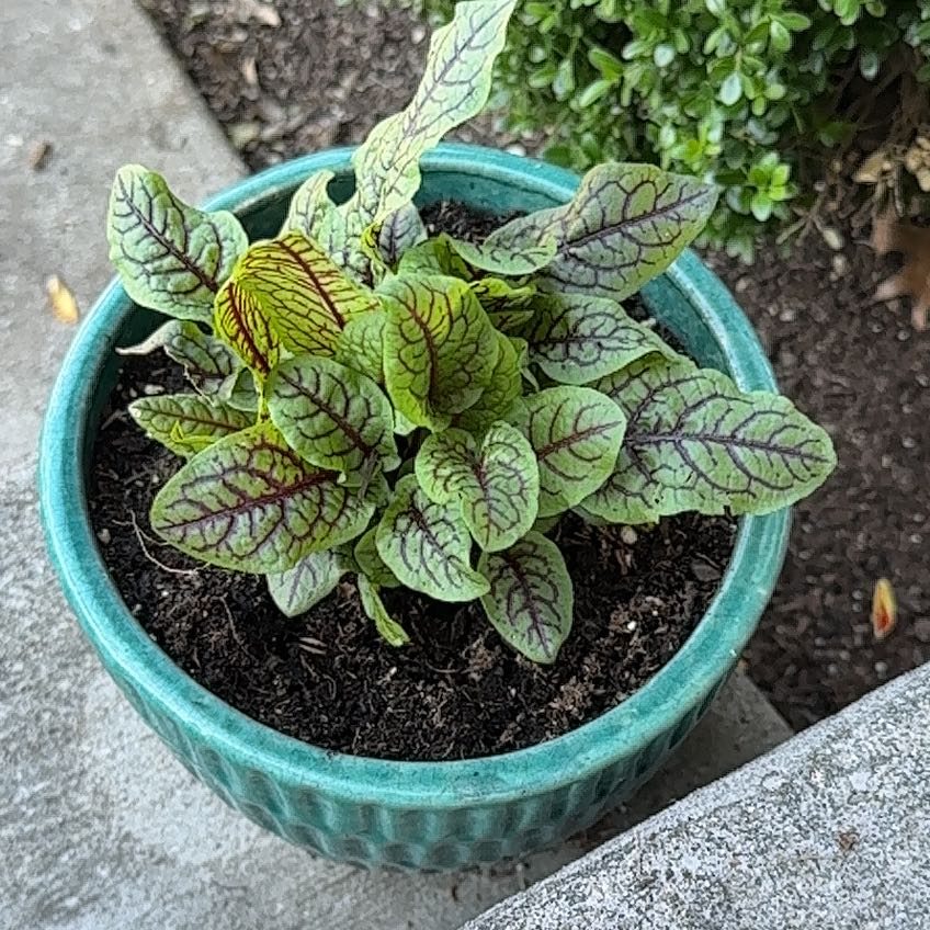 Photo of the plant species Redvein Dock by @YeveCarrot95 named Naomi on Greg, the plant care app