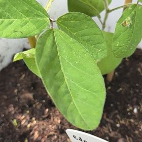 Photo of the plant species Soybean by @YeveCarrot95 named Fernie Mac on Greg, the plant care app