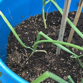 Photo of the plant species Globe Onion by @YeveCarrot95 named Walt on Greg, the plant care app