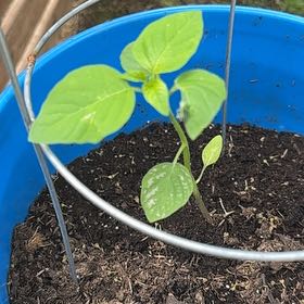 Photo of the plant species Tomatillo 'Toma Verde' by @YeveCarrot95 named Drake on Greg, the plant care app