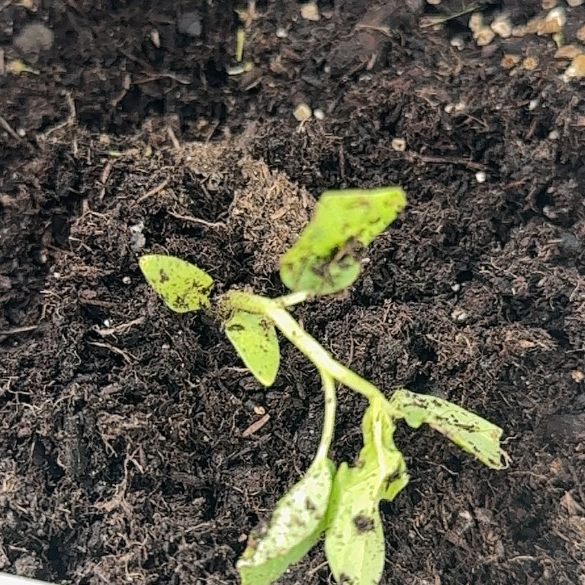 Photo of the plant species Tomatillo 'Toma Verde' by @YeveCarrot95 named Dax on Greg, the plant care app