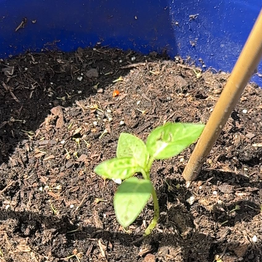 Photo of the plant species Tomatillo 'Toma Verde' by @YeveCarrot95 named Navajo on Greg, the plant care app