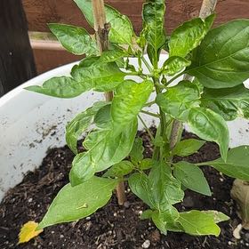 Photo of the plant species Sweet Pepper 'Shishito' by @YeveCarrot95 named Rainier on Greg, the plant care app