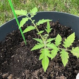 Photo of the plant species San Marzano Redorta Tomato by @YeveCarrot95 named Baesil on Greg, the plant care app
