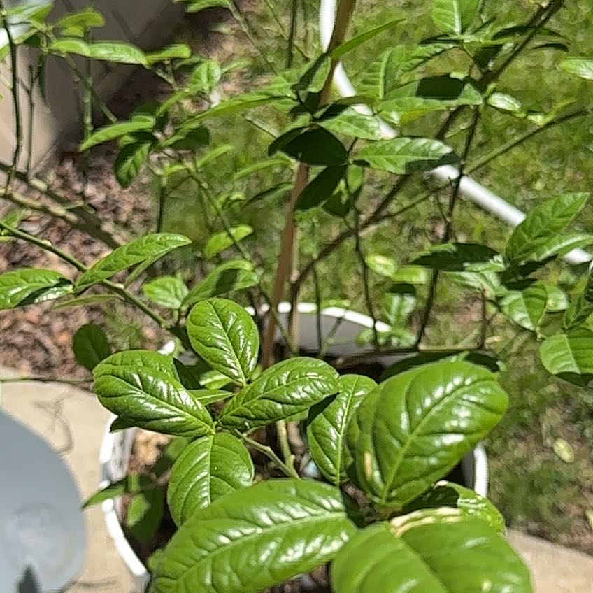 Photo of the plant species Mexican Key Lime Tree by @YeveCarrot95 named Keanu Leaves on Greg, the plant care app