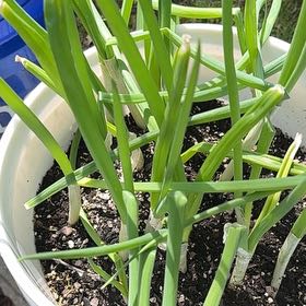 Photo of the plant species Green Onion by @YeveCarrot95 named Fernie Saunders on Greg, the plant care app