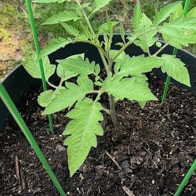 Photo of the plant species Tomato 'Jersey Devil' by @YeveCarrot95 named Prince on Greg, the plant care app