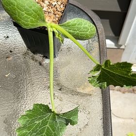 Photo of the plant species Blackjack Zucchini by @YeveCarrot95 named Mando on Greg, the plant care app
