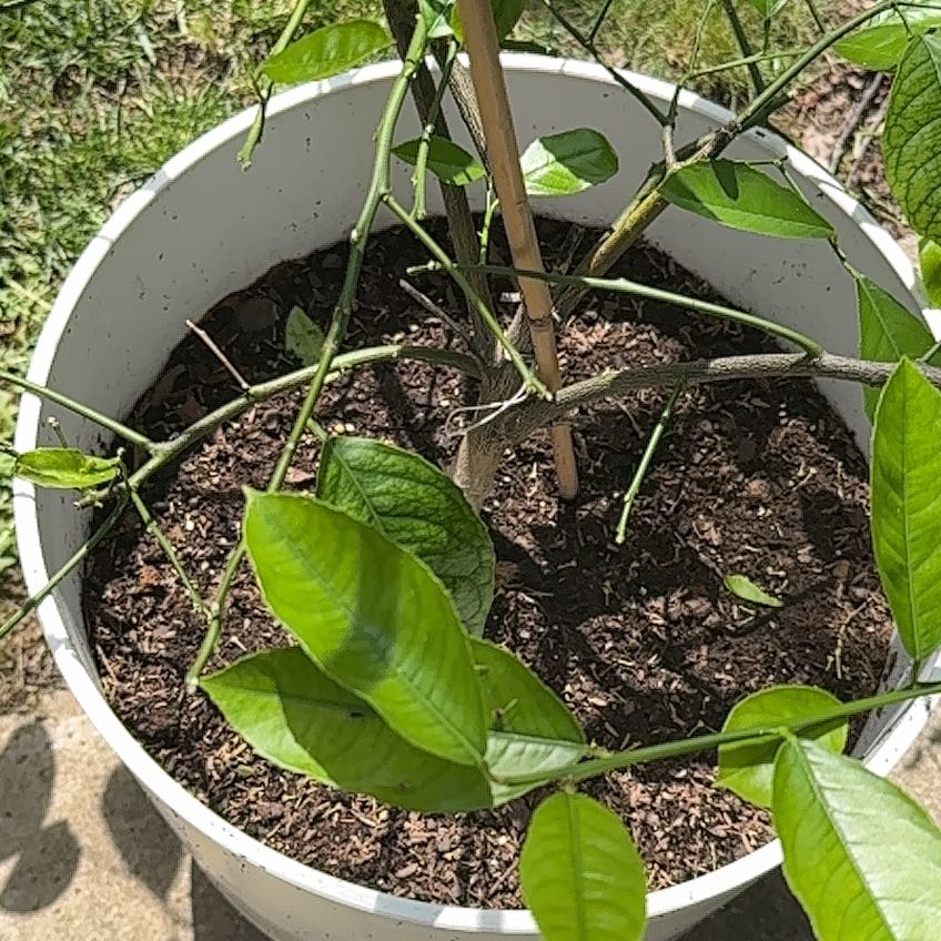 Photo of the plant species Improved Meyer Lemon by @YeveCarrot95 named Sage on Greg, the plant care app
