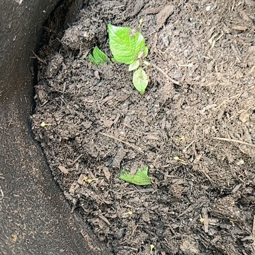 Photo of the plant species Red Potatoes by @YeveCarrot95 named Winston on Greg, the plant care app