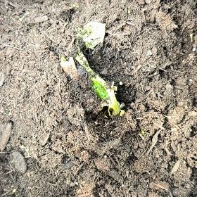 Photo of the plant species Red Potatoes by @YeveCarrot95 named Doja Cat on Greg, the plant care app