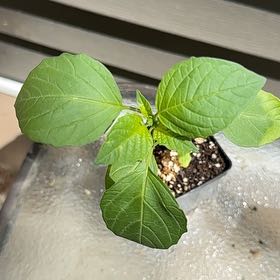 Photo of the plant species Tomatillo 'Toma Verde' by @YeveCarrot95 named Bruce Lee on Greg, the plant care app