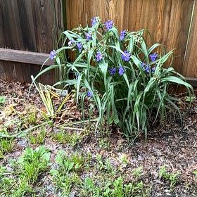 Photo of the plant species Tasman Flax-Lily by @ManyRaspfern7 named Shakira on Greg, the plant care app