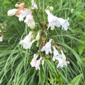 Photo of the plant species Foxglove Beardtongue by @ZingySuriana6 named Dax on Greg, the plant care app