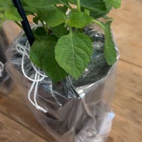 Photo of the plant species Lantana by @IconKale3 named Lebron on Greg, the plant care app